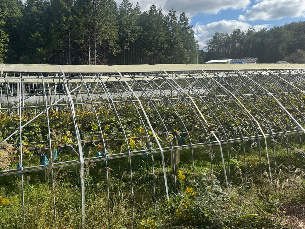 ARATO535株式会社のブドウ畑